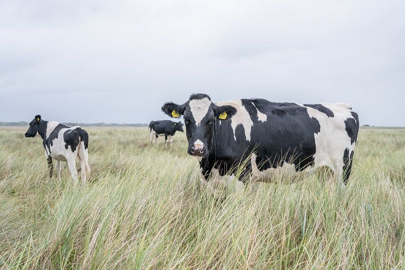 Terschelling Boschplaat nature grazers cows by Yvonne van Driel