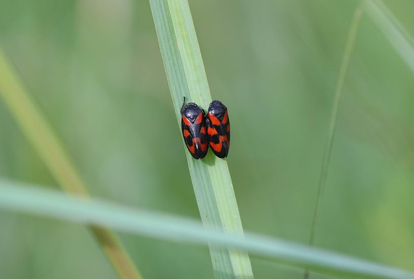 Gemeine Blutzikade von Matthias Brix