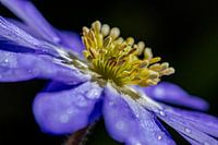 close-up Oosterse Anemoon