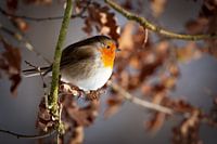 Rotkehlchen denkend auf einem Ast