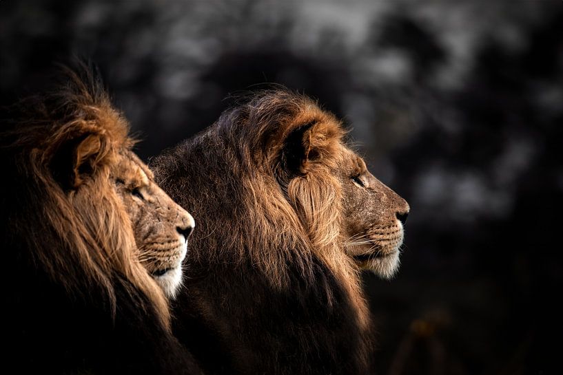 Löwen von Design Wall Arts