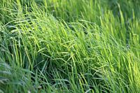 Graspalmen am Veerweg in Beusichem