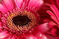 rosa Gerbera