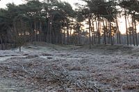 Waldszene in der Morgensonne mit Raureif