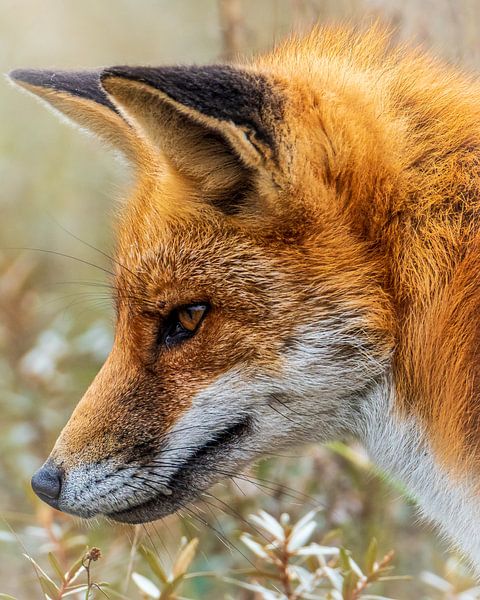 Beautiful portrait of a fox by Gianni Argese