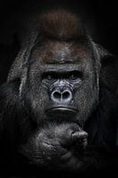 Portrait of a strong male gorilla looking suspiciously in the side, fist props up his face, full fac