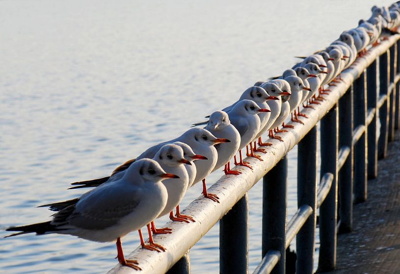 In Reih und Glied  von Violetta Honkisz
