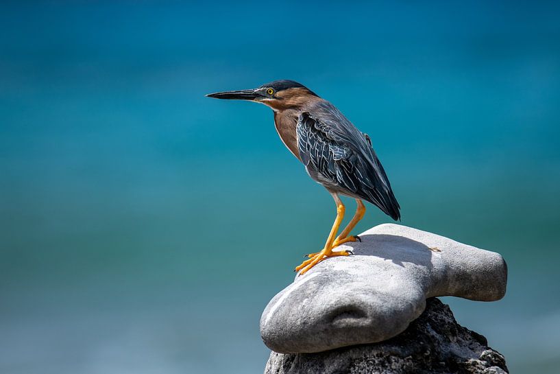 Grüner Reiher auf einem Stück Korallenfelsen auf der Lauer von Pieter JF Smit