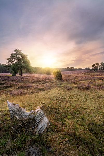 Sun star in the morning in the Lüneburg Heath by Marc-Sven Kirsch