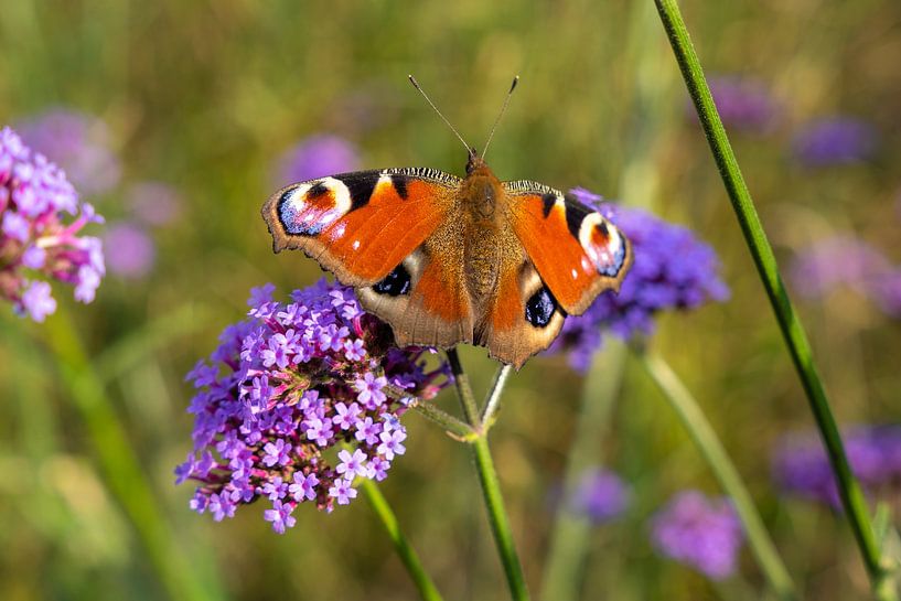 Leuchtend farbiger Schmetterling (Tagpfauenauge) auf Blüte (Verbena bonariensis) von Lieven Tomme