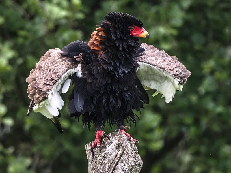 Bateleur par Loek Lobel