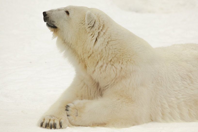 Porträt einer Polarbestie. Nahaufnahme. Schöner und zufriedener arktischer Eisbär im Winter gegen de von Michael Semenov