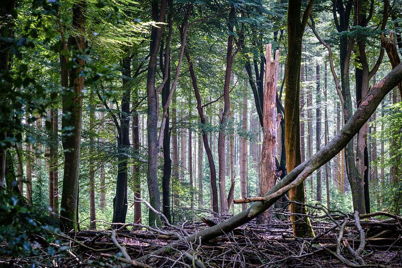 The Speulderbos near Ermelo by Evert Jan Luchies