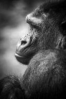 Close-up Portrait Gorilla