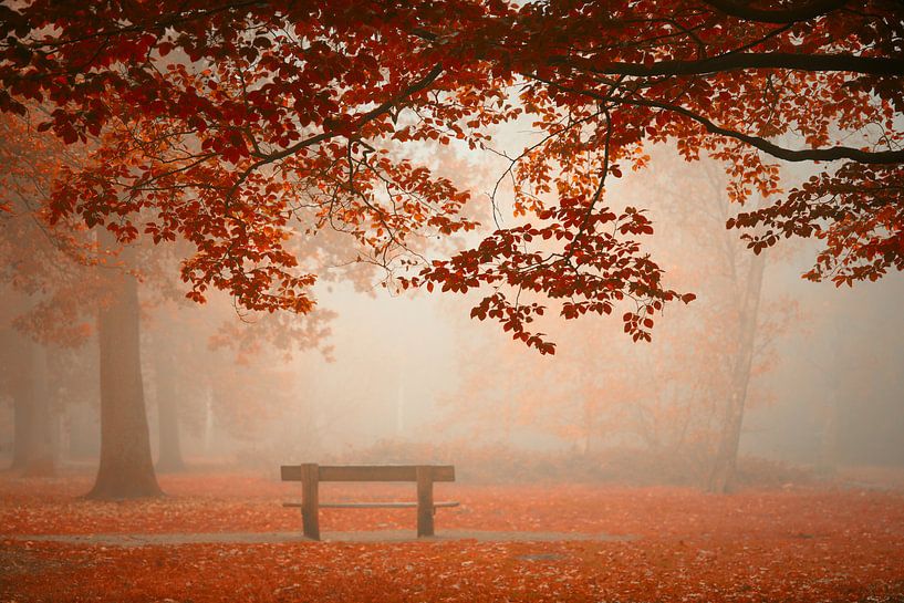 Forêt modèle de rêve Breda Holland par Saskia Dingemans Awarded Photographer