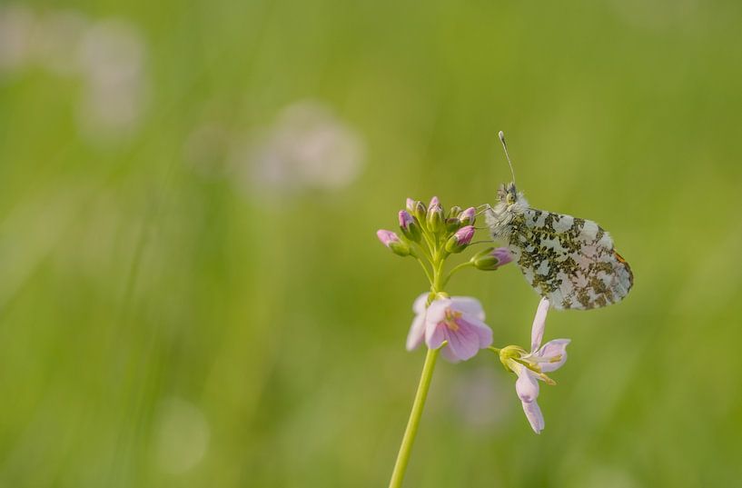 Orange Spitze von Moetwil en van Dijk - Fotografie