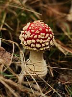 Mushroom in the forest
