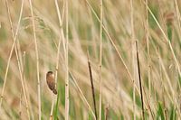 Der Teichrohrsänger im Schilf.