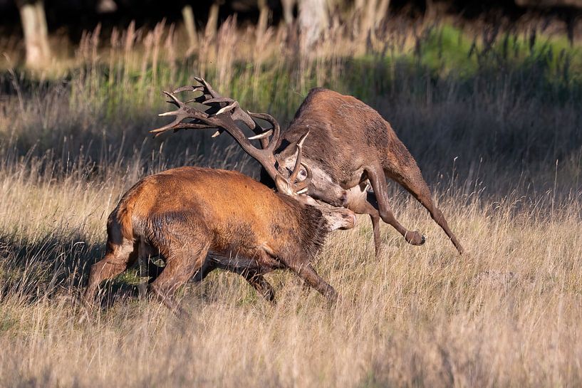 cerf élaphe par Andy van der Steen - Fotografie