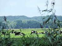 Kijken tussen het riet door naar de grazende koeien.