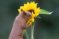 Smelling sunflower