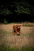 Schottischer Highlander - Kalb