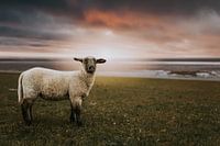 Sonnenuntergang mit Schaf