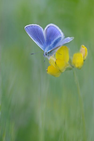 gelb blau-grün von Remco loeffen