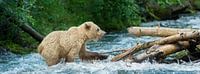 L'ours grizzly blond traverse une rivière froide
