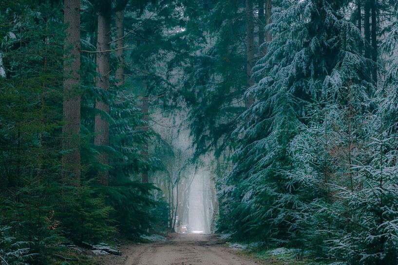 Sentier à travers les pins de la forêt de Speulderbos dans la réserve naturelle de Veluwe en hiver. par Sjoerd van der Wal Photographie