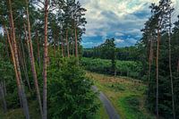 Pine Forest At The End of The Road