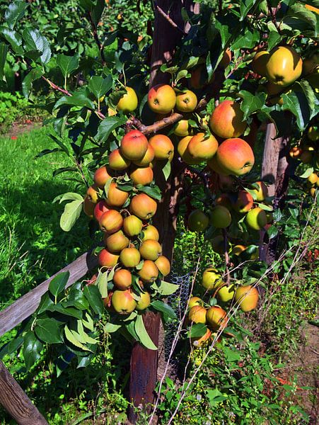 le pommier par Edgar Schermaul