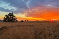 Parc national Sunset Veluwe