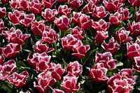 Tulpen - besondere Form