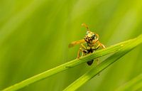 Wesp tussen het riet