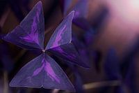 Limettenklee Liebespflanze