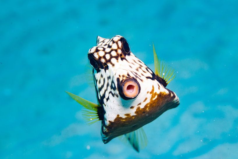 Kaffee-Fisch-Kuss von Roel Jungslager