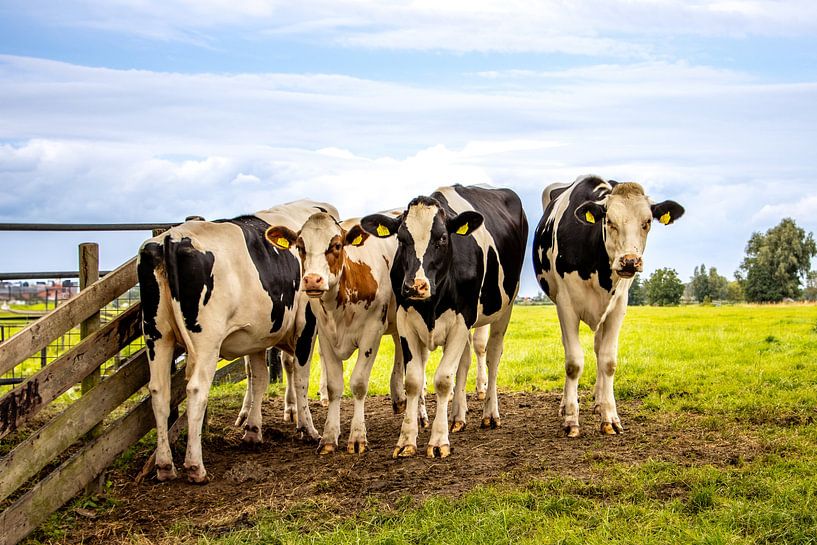 Niederländische Landschaft von Marco Leeggangers