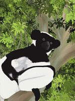 Lémurien noir et blanc (Indri), Madagascar