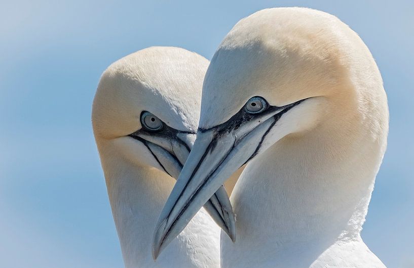 Oogcontact  von Karin Tebes