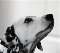 Dalmatiër; rijst met krentenhond,