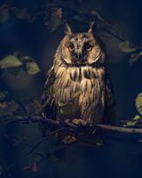 Hibou
