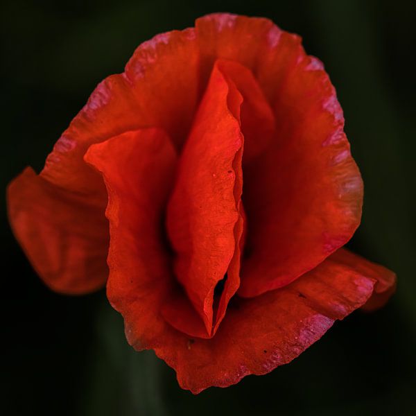 Poppy by FotoSynthese