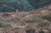 HOGE VELUWE