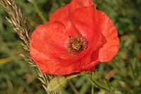 Red poppy with green background