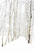 Berkenlaan in winterslaap