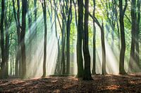 Rayons de lumière dans la forêt de hêtres