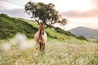 Horse by sunset