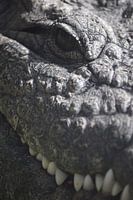 Portrait crocodile