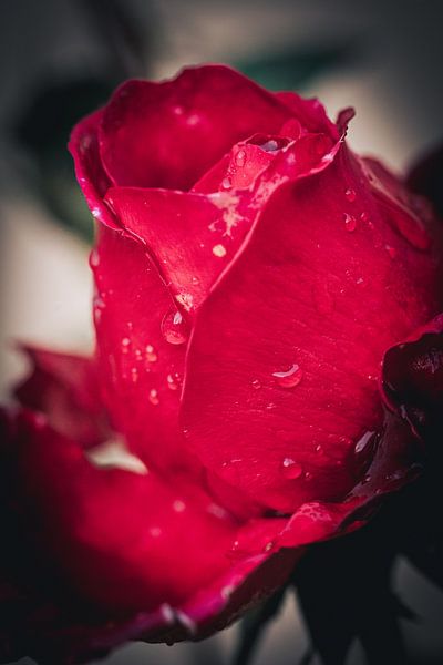 Rose par Sebastian Witt